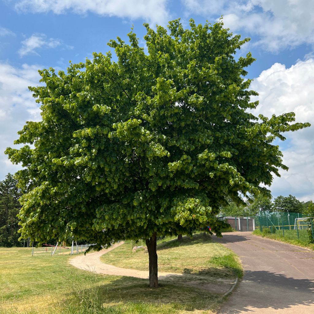 Hainbuche Fastigiata - Carpinus betulus