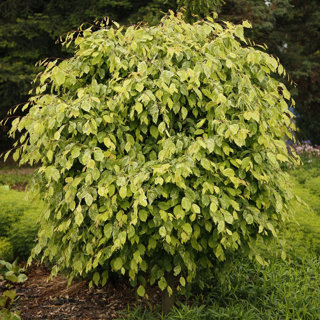 Hainbuche Foliis Argenteovariegatis Pendula - Carpinus betulus