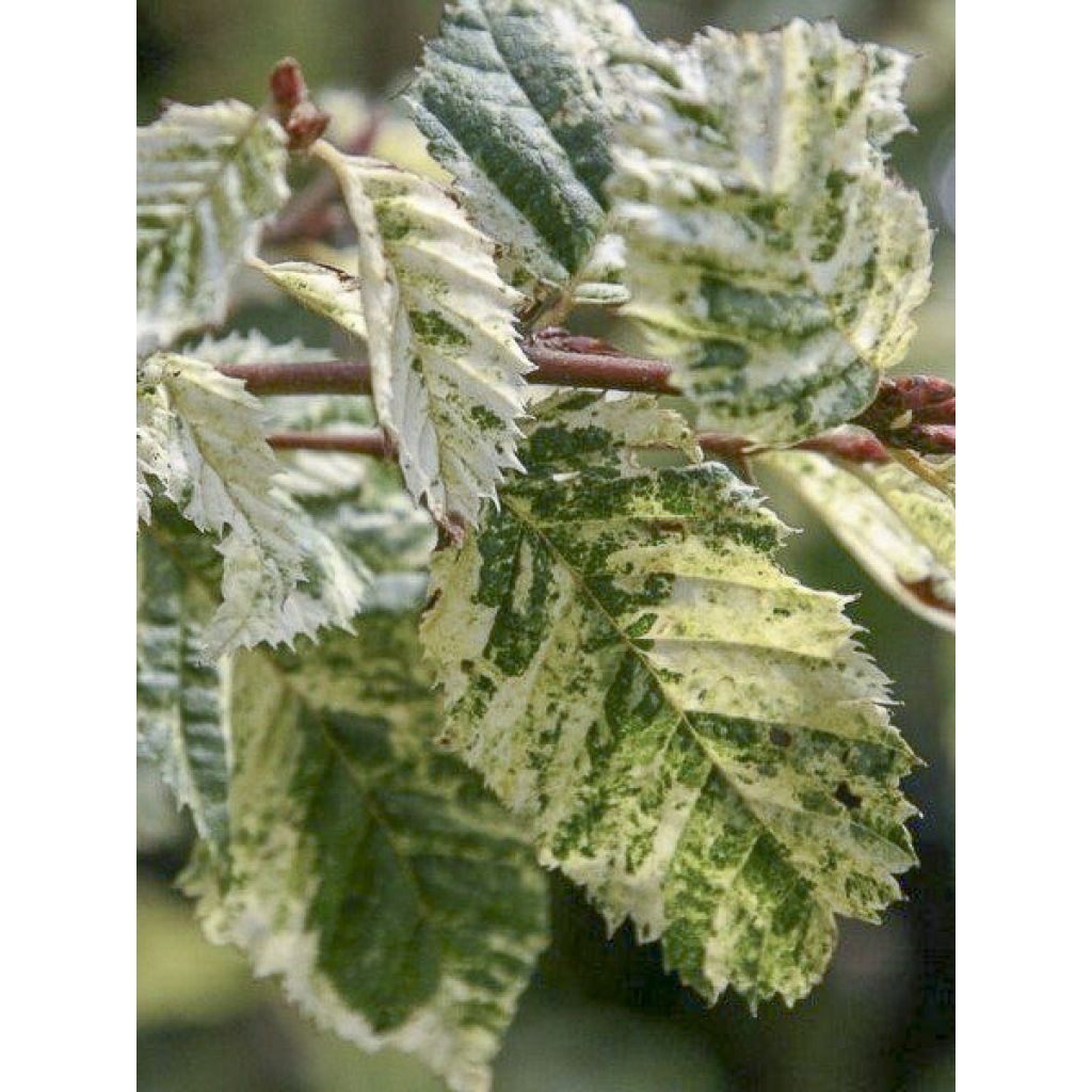 Hainbuche Foliis Argenteovariegatis Pendula - Carpinus betulus