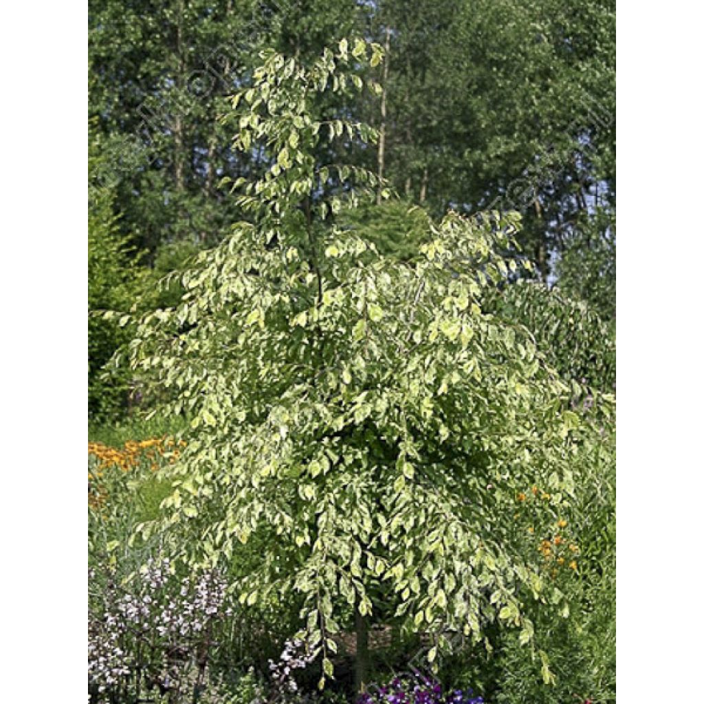 Hainbuche Foliis Argenteovariegatis Pendula - Carpinus betulus