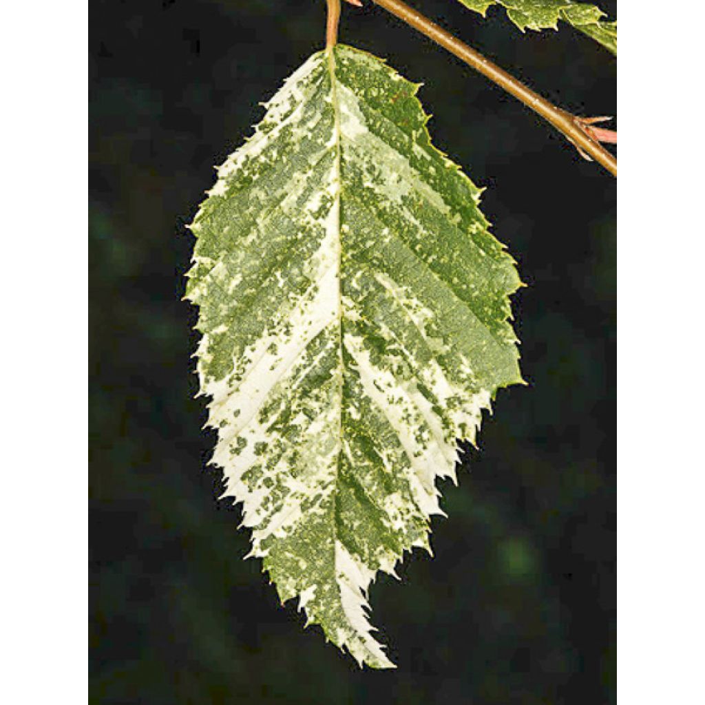 Hainbuche Foliis Argenteovariegatis Pendula - Carpinus betulus