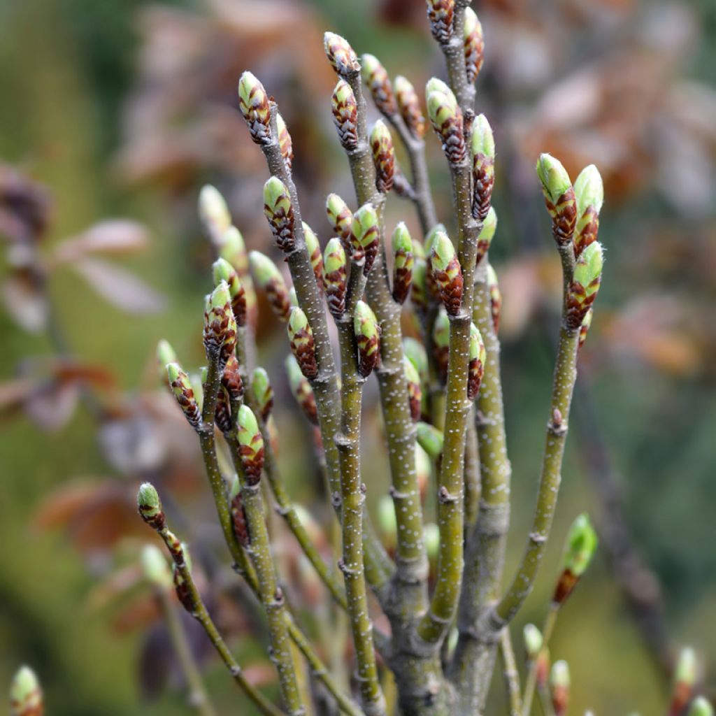 Hainbuche Monumentalis - Carpinus betulus