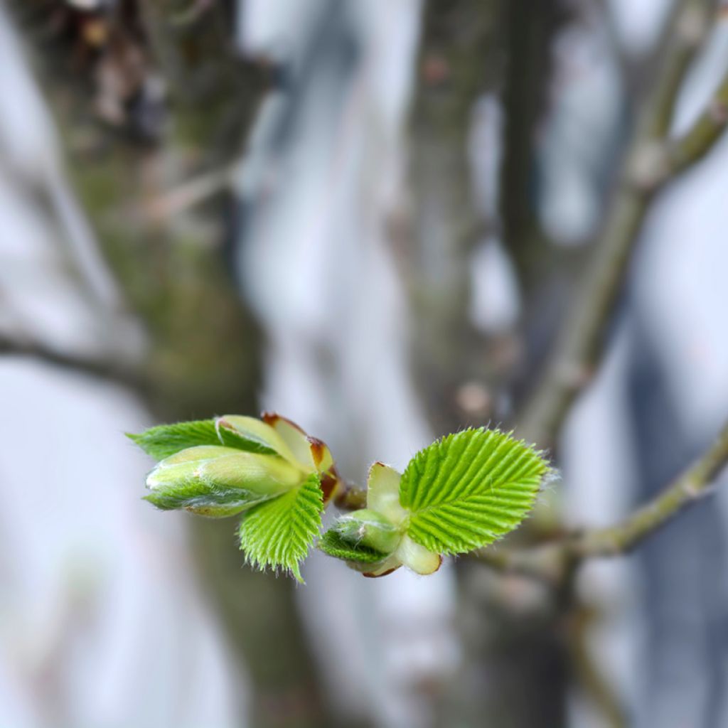 Hainbuche Monumentalis - Carpinus betulus