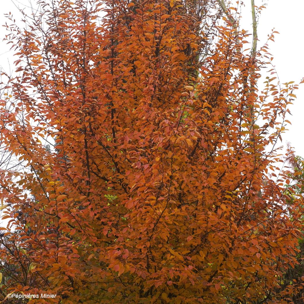 Hainbuche Orange Retz - Carpinus betulus