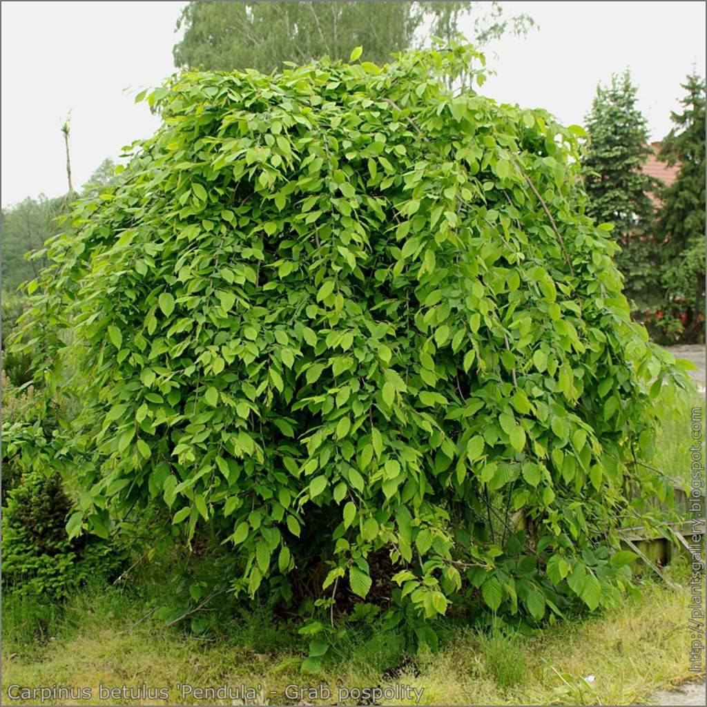 Hainbuche Pendula - Carpinus betulus