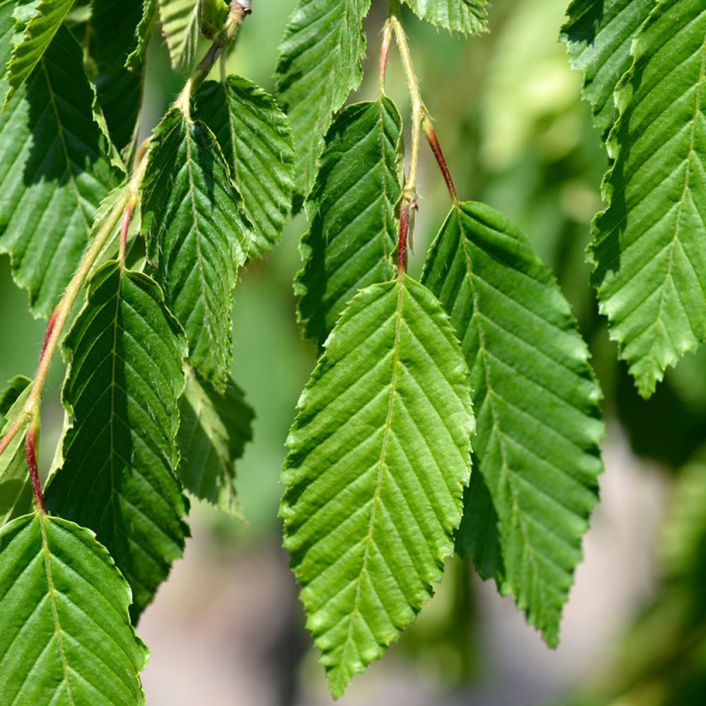 Hainbuche Pendula - Carpinus betulus