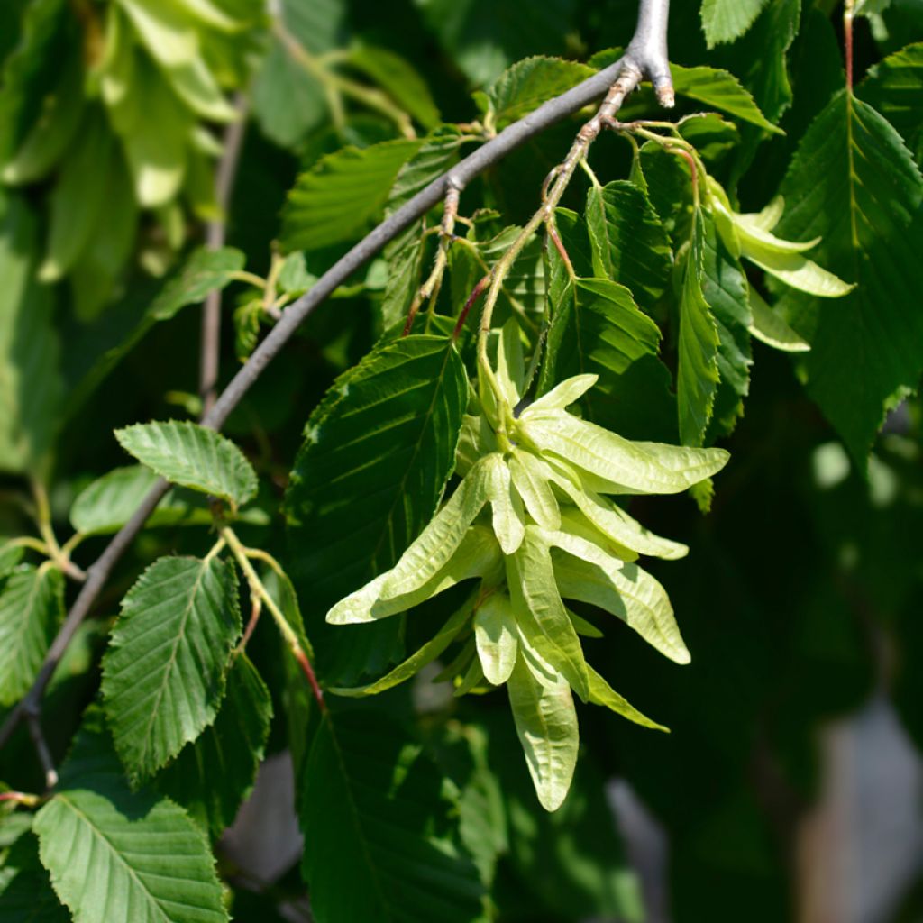 Hainbuche Pendula - Carpinus betulus