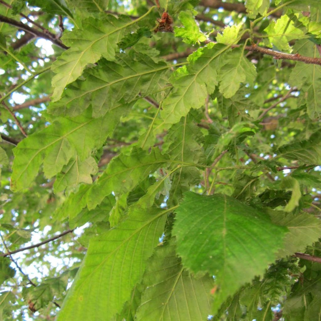 Hainbuche Quercifolia - Carpinus betulus