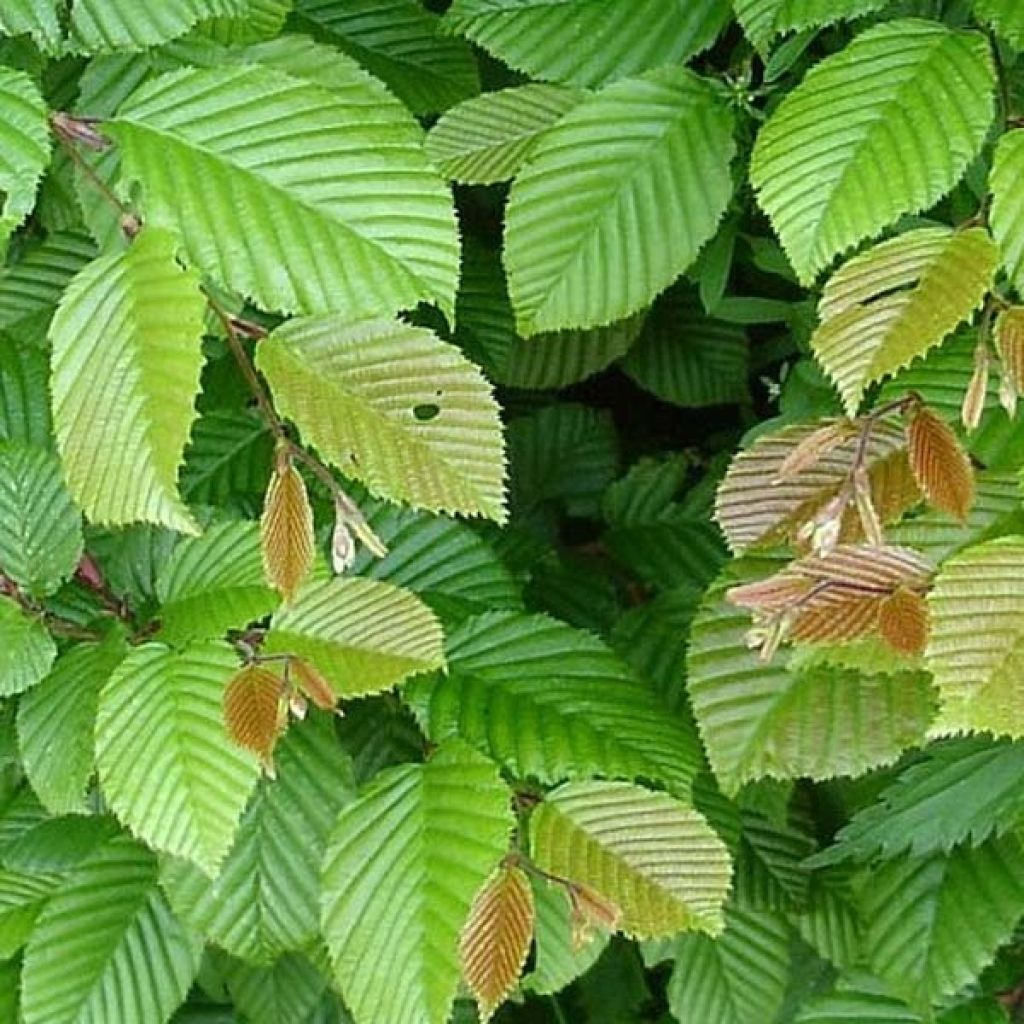 Carpinus betulus - Charme commun, Charmille 