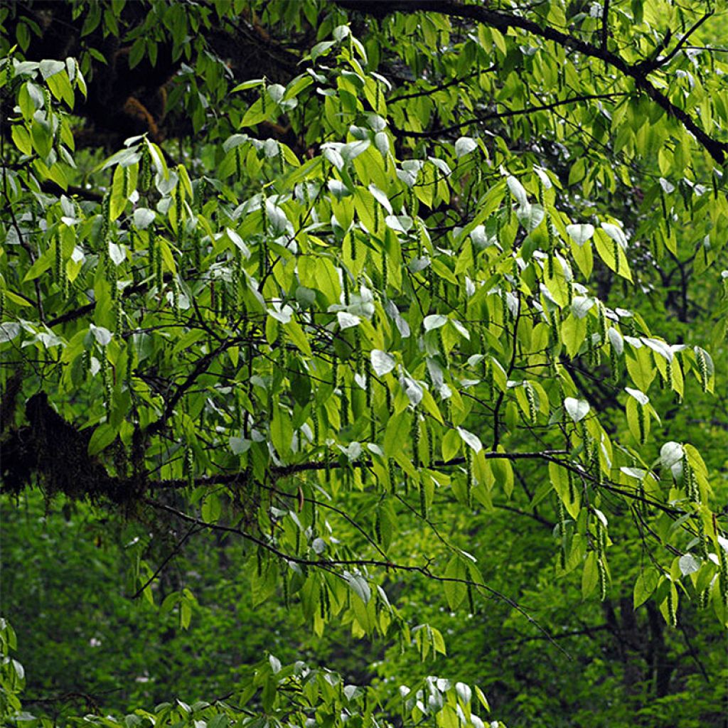 Hopfen Hainbuche - Carpinus fangiana