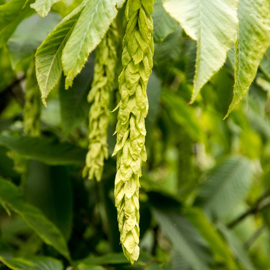 Hopfen Hainbuche - Carpinus fangiana