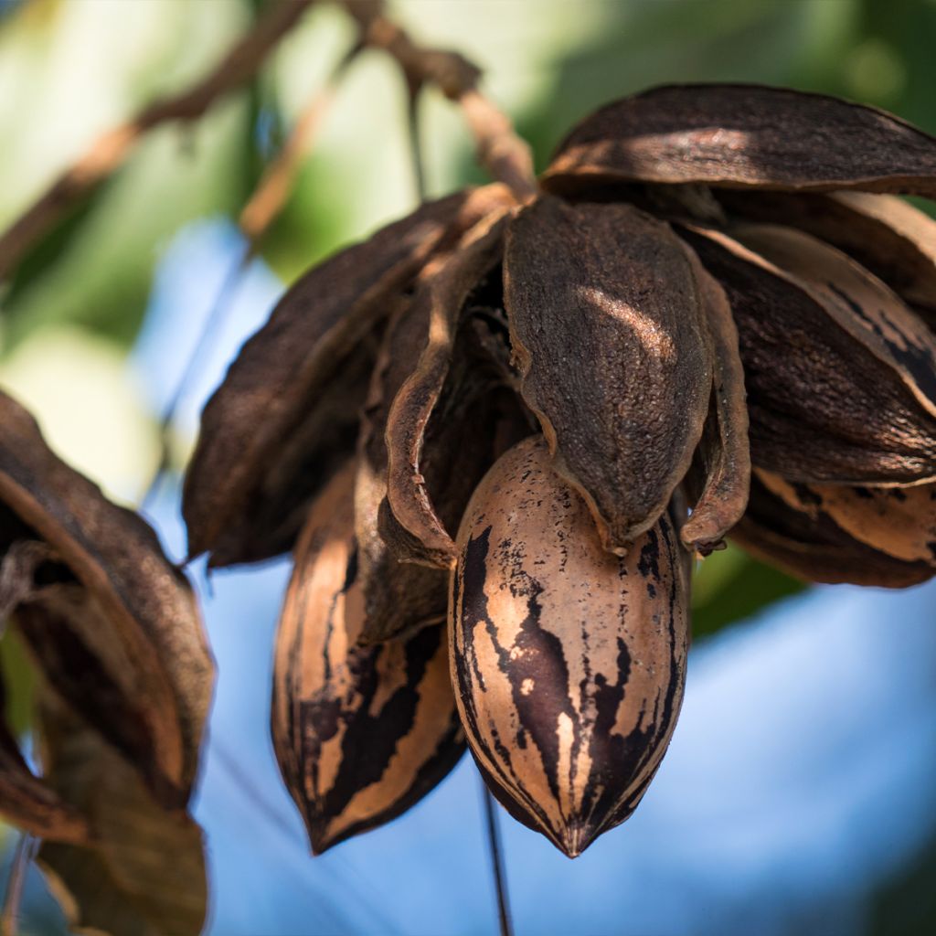 Pekannuss Choctaw - Carya illinoinensis