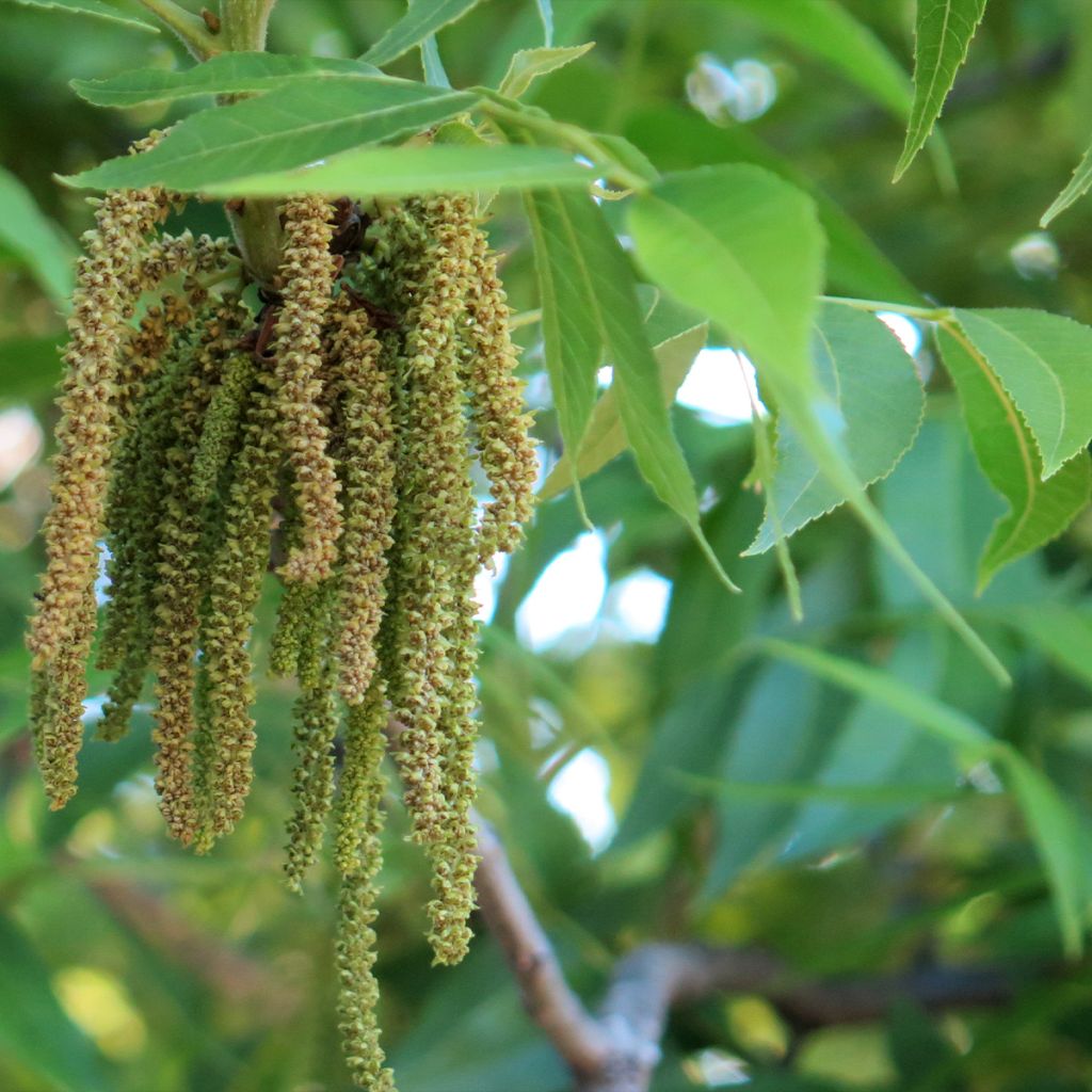 Pekannuss Delmas - Carya illinoinensis