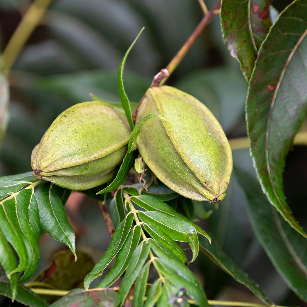 Pekannuss Mohawk - Carya illinoinensis