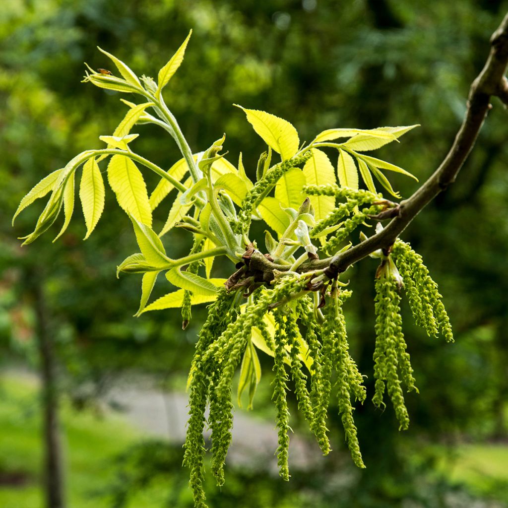 Carya illinoinensis Mohawk - Noix de Pécan - Pacanier