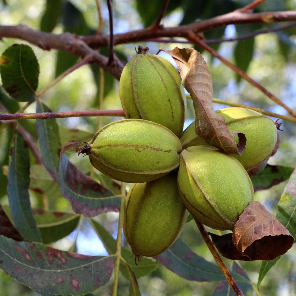 Pekannuss Pawnee - Carya illinoinensis