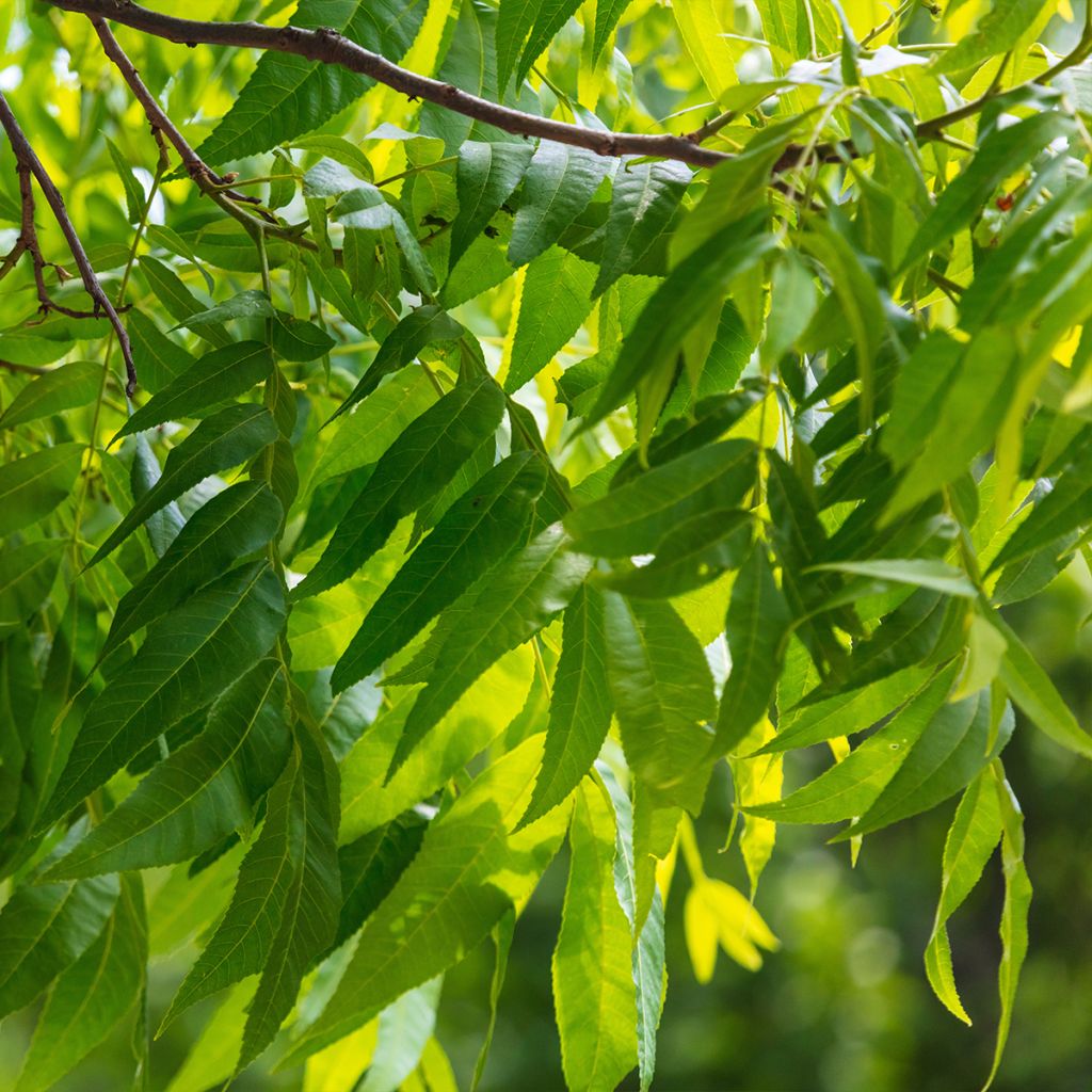 Carya illinoinensis Pawnee - Noix de Pécan - Pacanier