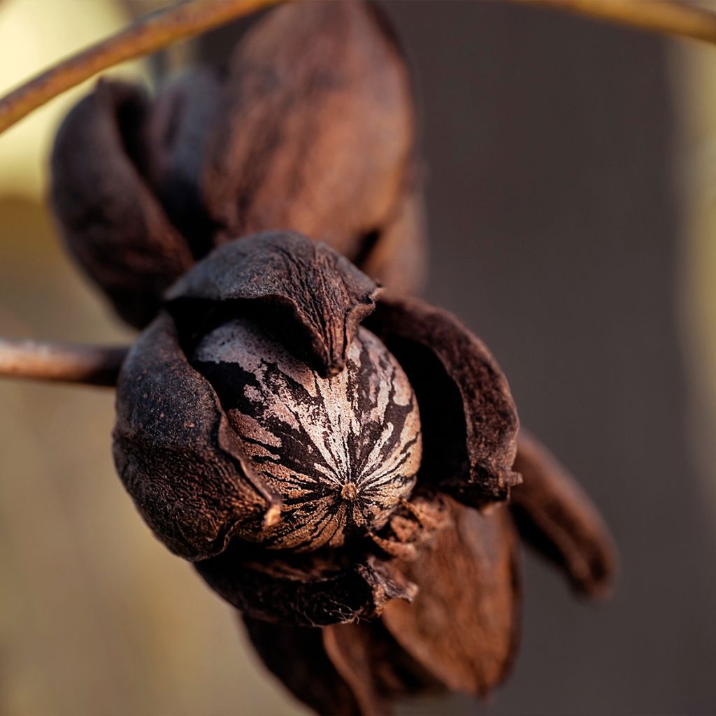 Pekannuss Shoshoni - Carya illinoinensis