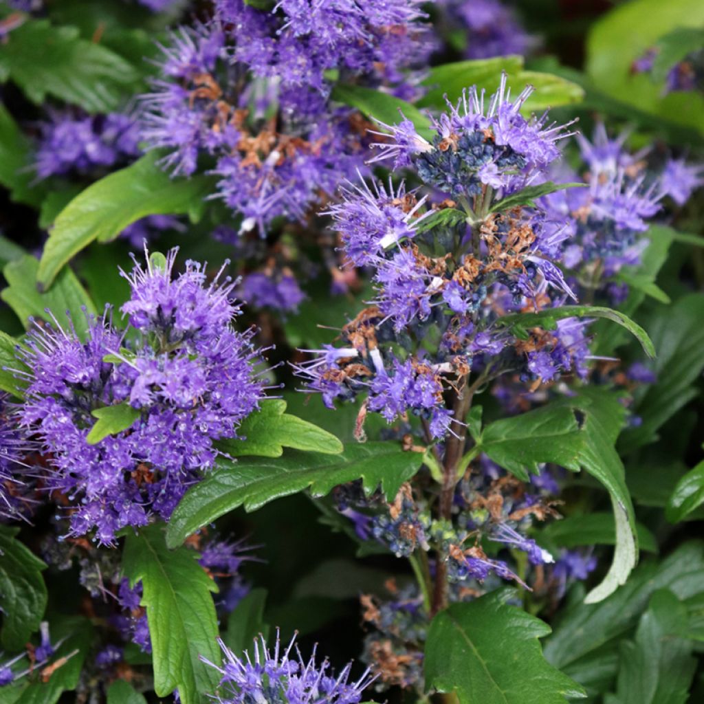 Bartblume Grand Bleu - Caryopteris clandonensis