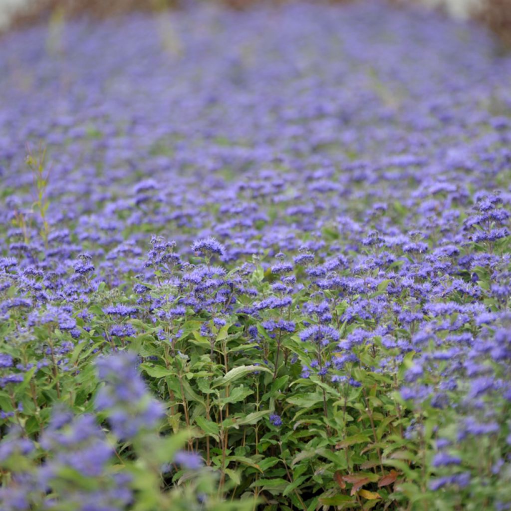 Bartblume Grand Bleu - Caryopteris clandonensis