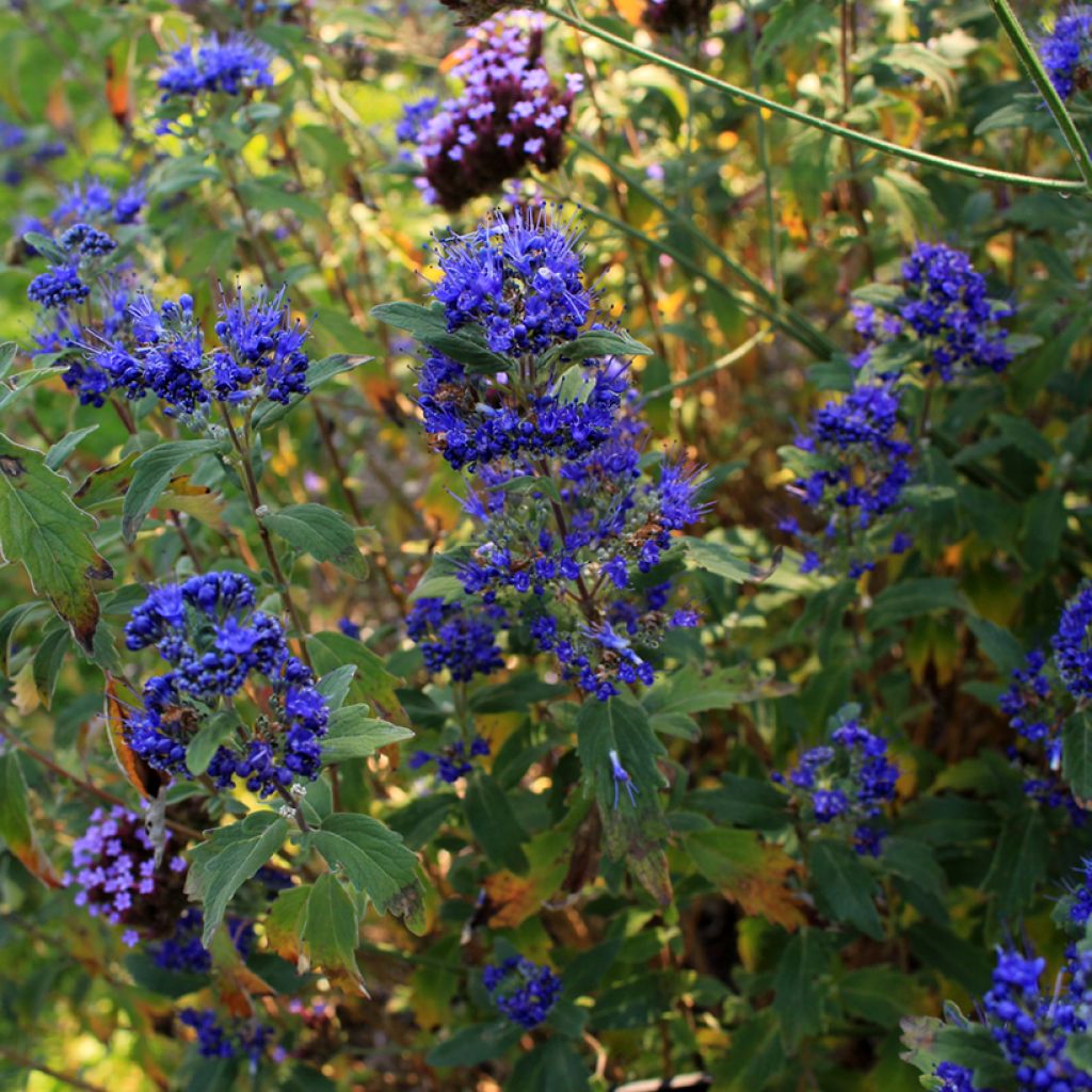 Bartblume Grand Bleu - Caryopteris clandonensis