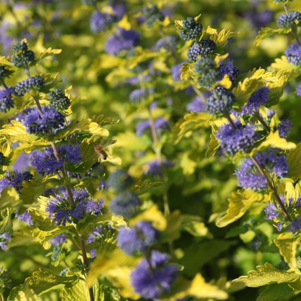 Bartblume Hint of Gold - Caryopteris clandonensis