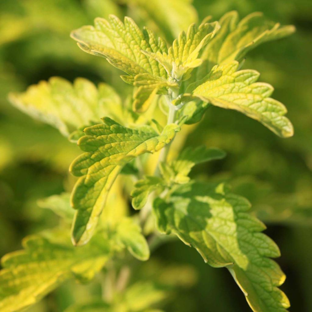 Caryopteris Hint of Gold