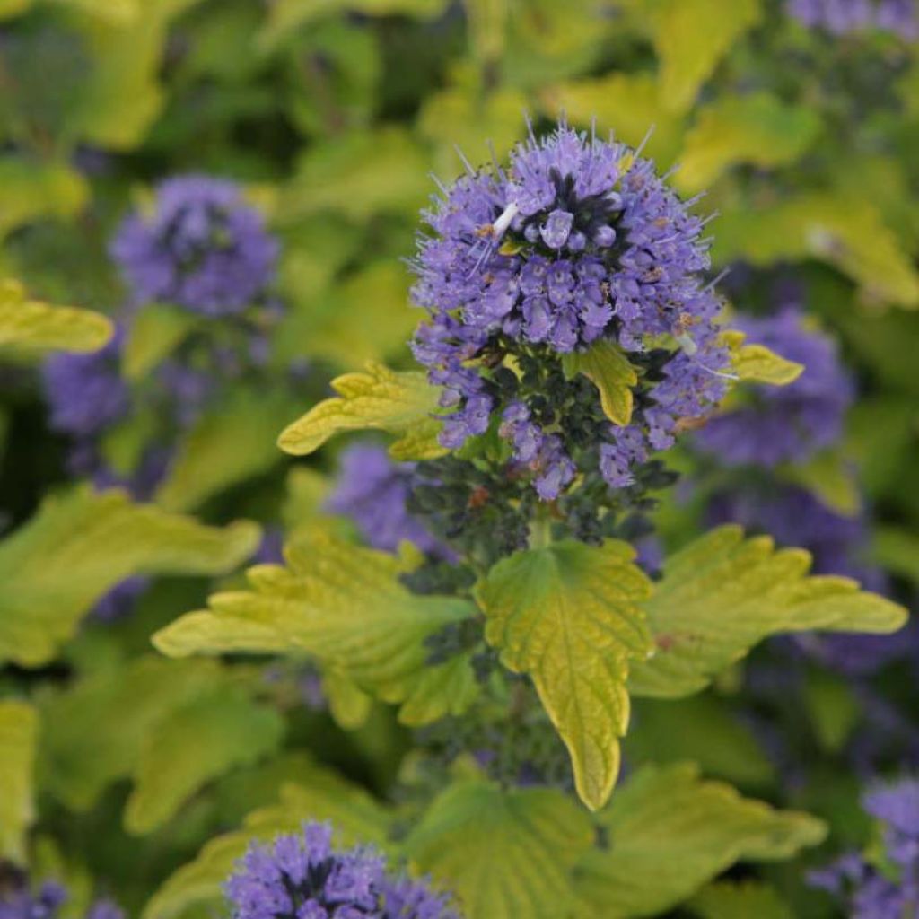 Caryopteris Hint of Gold