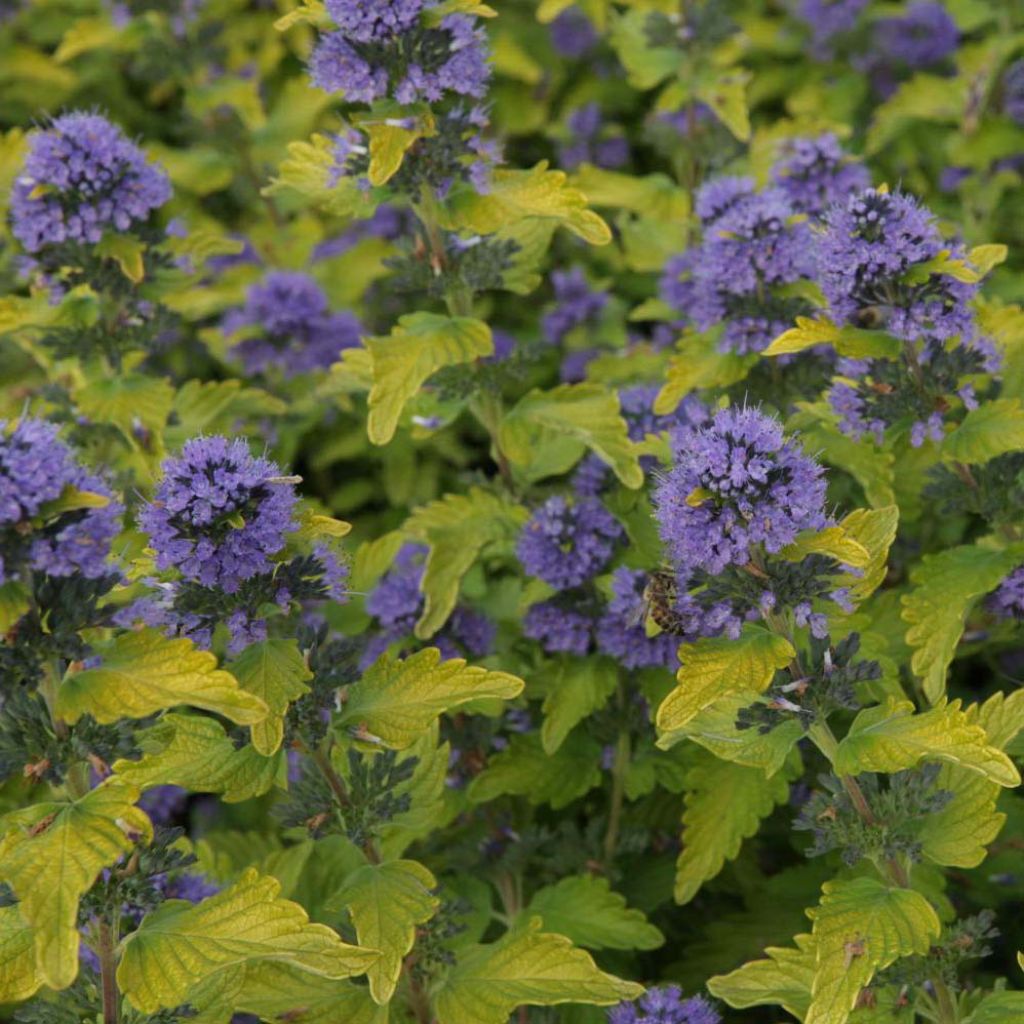 Caryopteris Hint of Gold