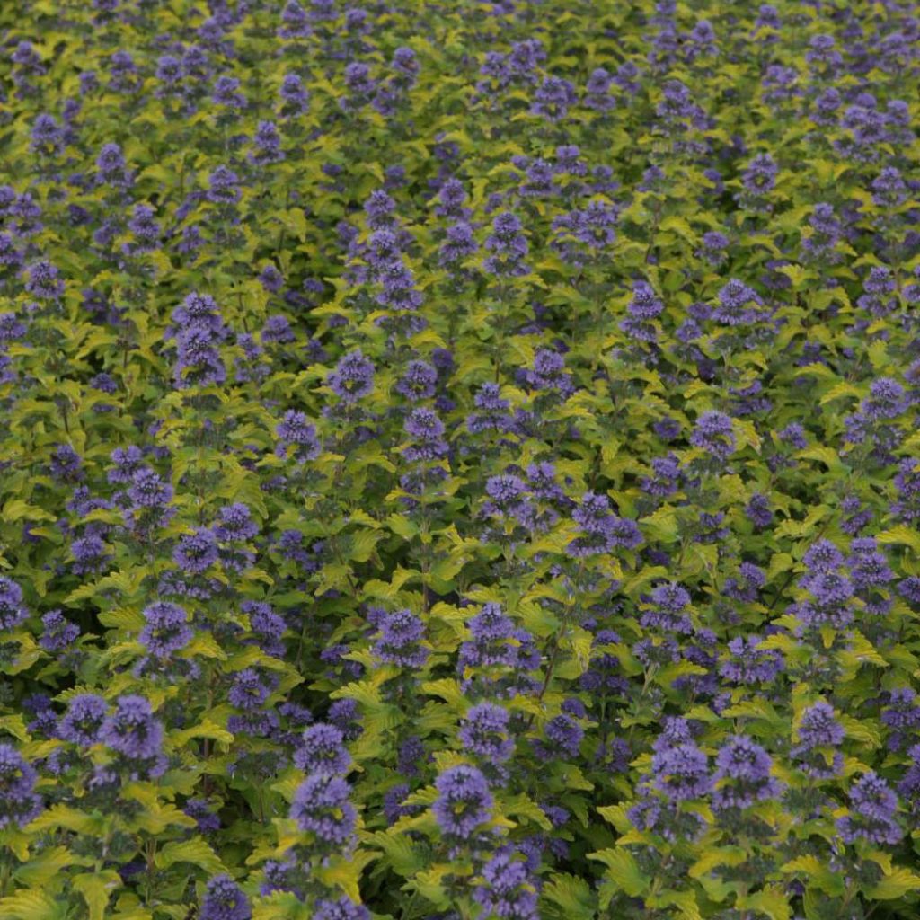 Caryopteris Hint of Gold