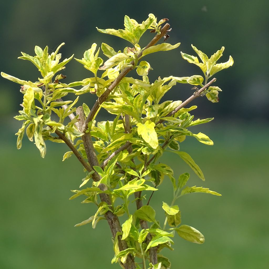 Bartblume Summer Sorbet - Caryopteris clandonensis