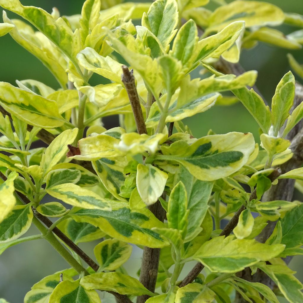 Bartblume Summer Sorbet - Caryopteris clandonensis