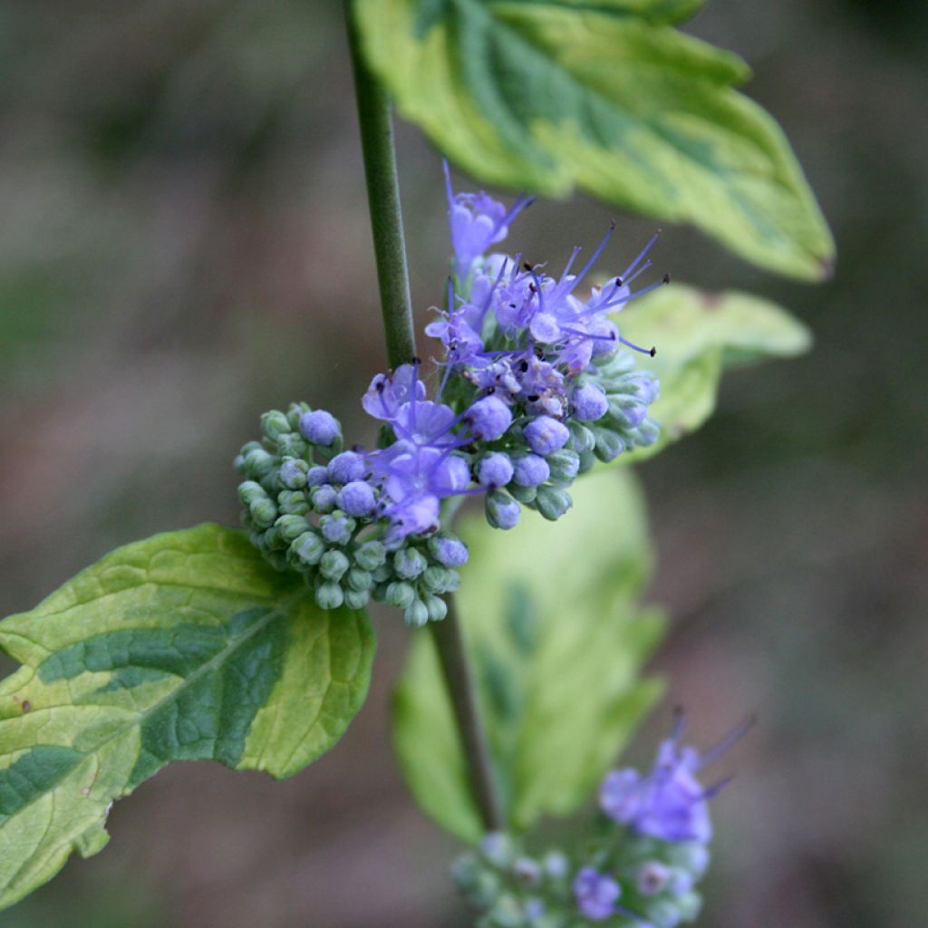 Bartblume Summer Sorbet - Caryopteris clandonensis