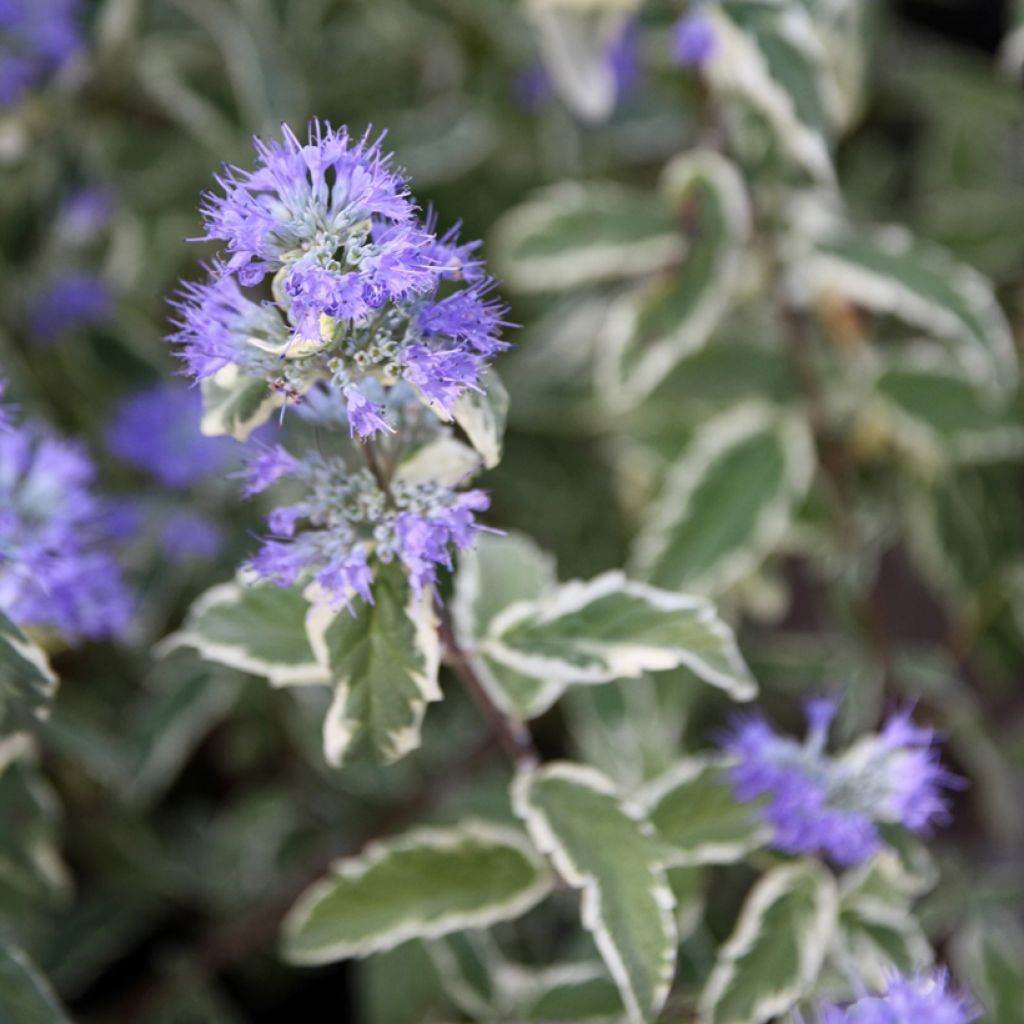 Bartblume White Surprise - Caryopteris clandonensis