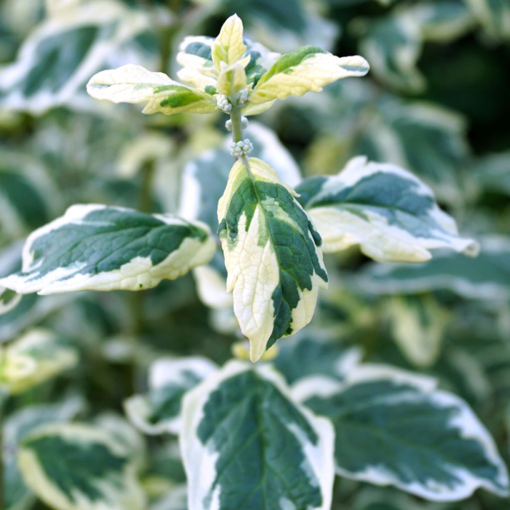 Bartblume White Surprise - Caryopteris clandonensis