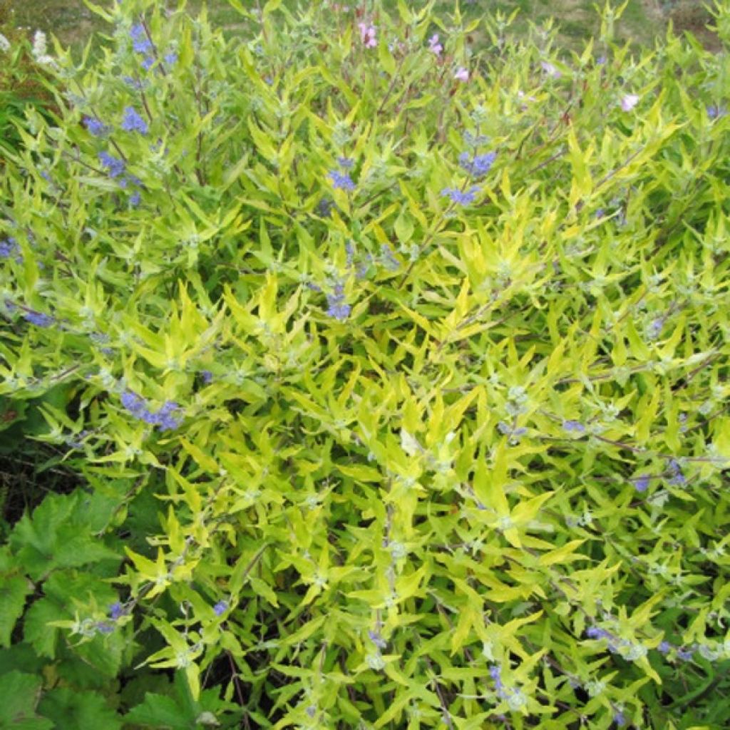 Caryopteris Worcester Gold - Spirée bleue, Barbe-bleue