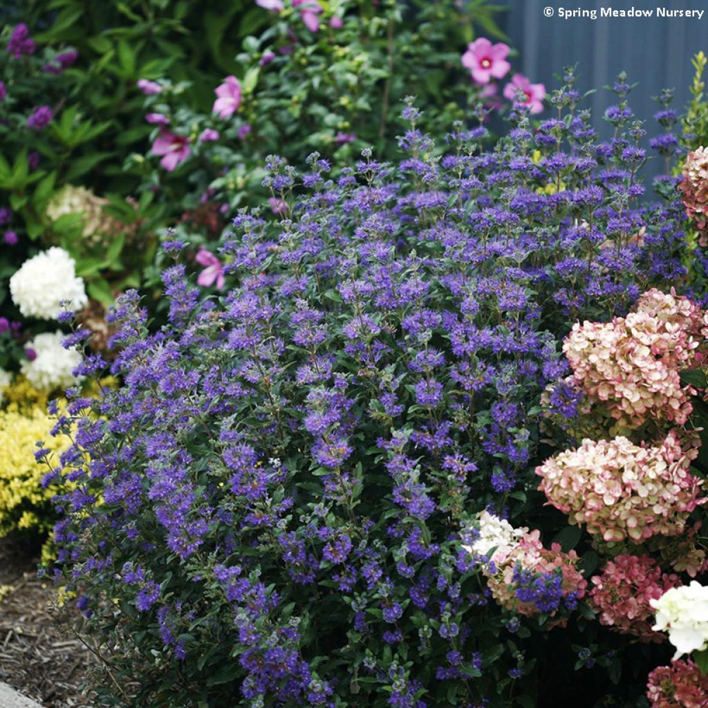 Bartblume Beyond Midnight - Caryopteris clandonensis