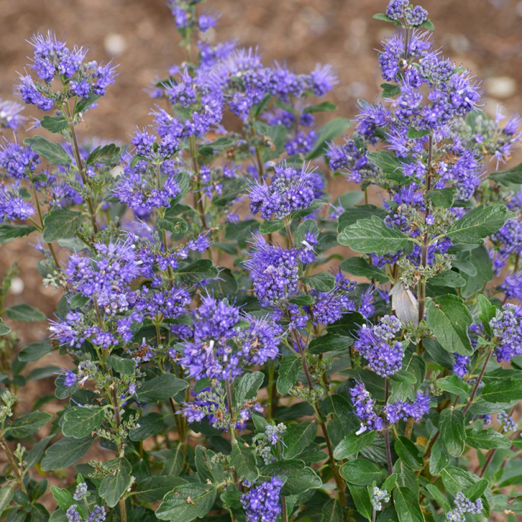 Bartblume Beyond Midnight - Caryopteris clandonensis