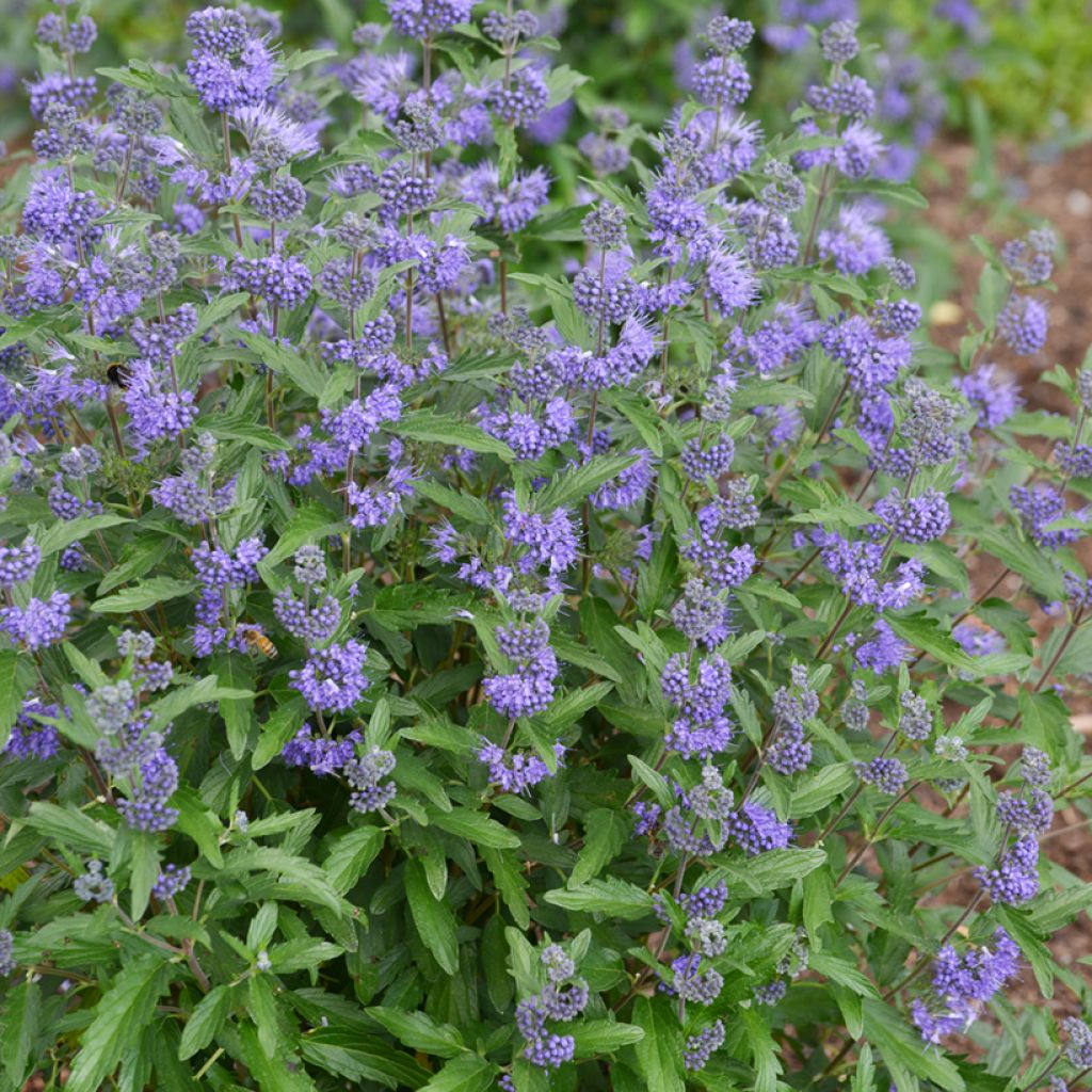 Bartblume Beyond Midnight - Caryopteris clandonensis