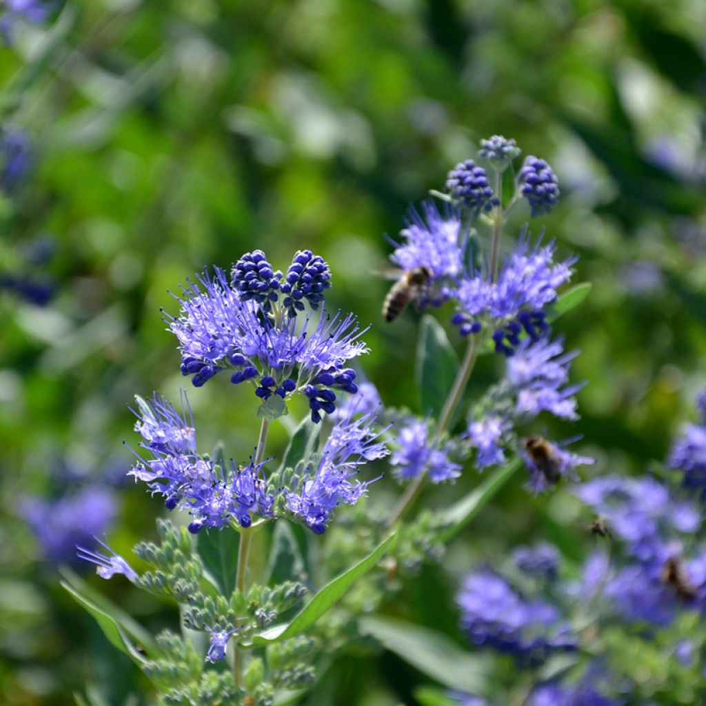 Bartblume Heavenly Blue - Caryopteris clandonensis