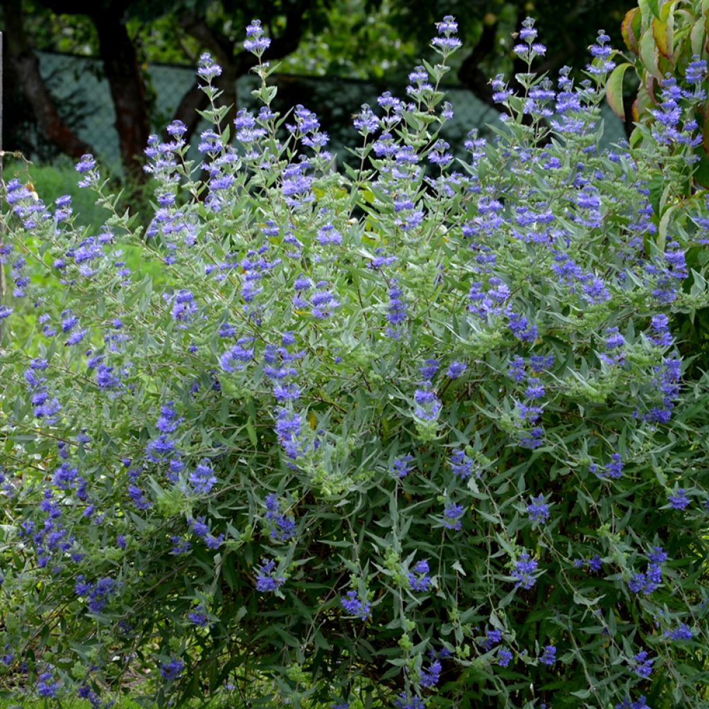 Bartblume Heavenly Blue - Caryopteris clandonensis