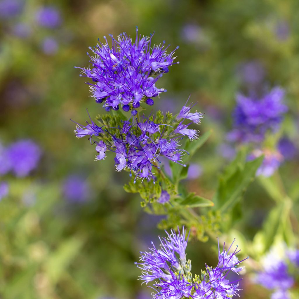 Bartblume Kew Blue - Caryopteris clandonensis