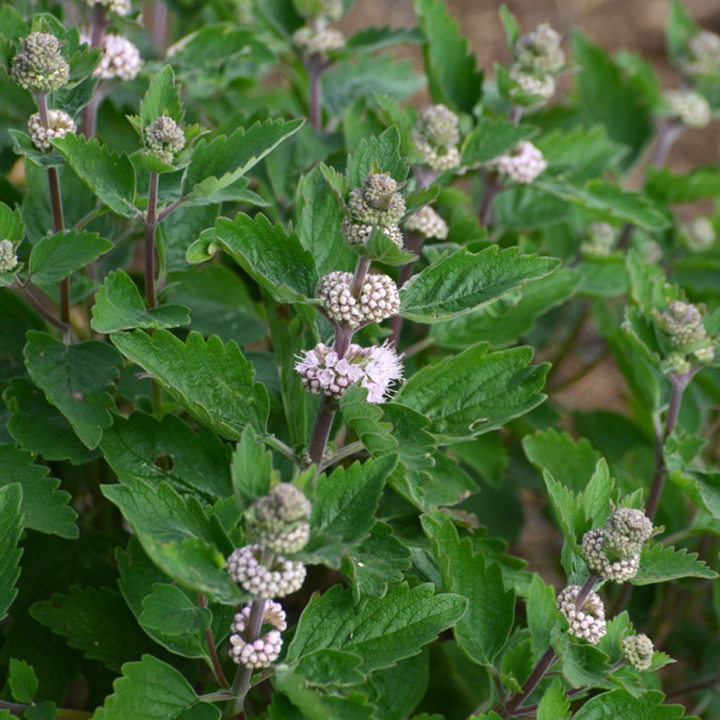 Bartblume Stephi - Caryopteris clandonensis