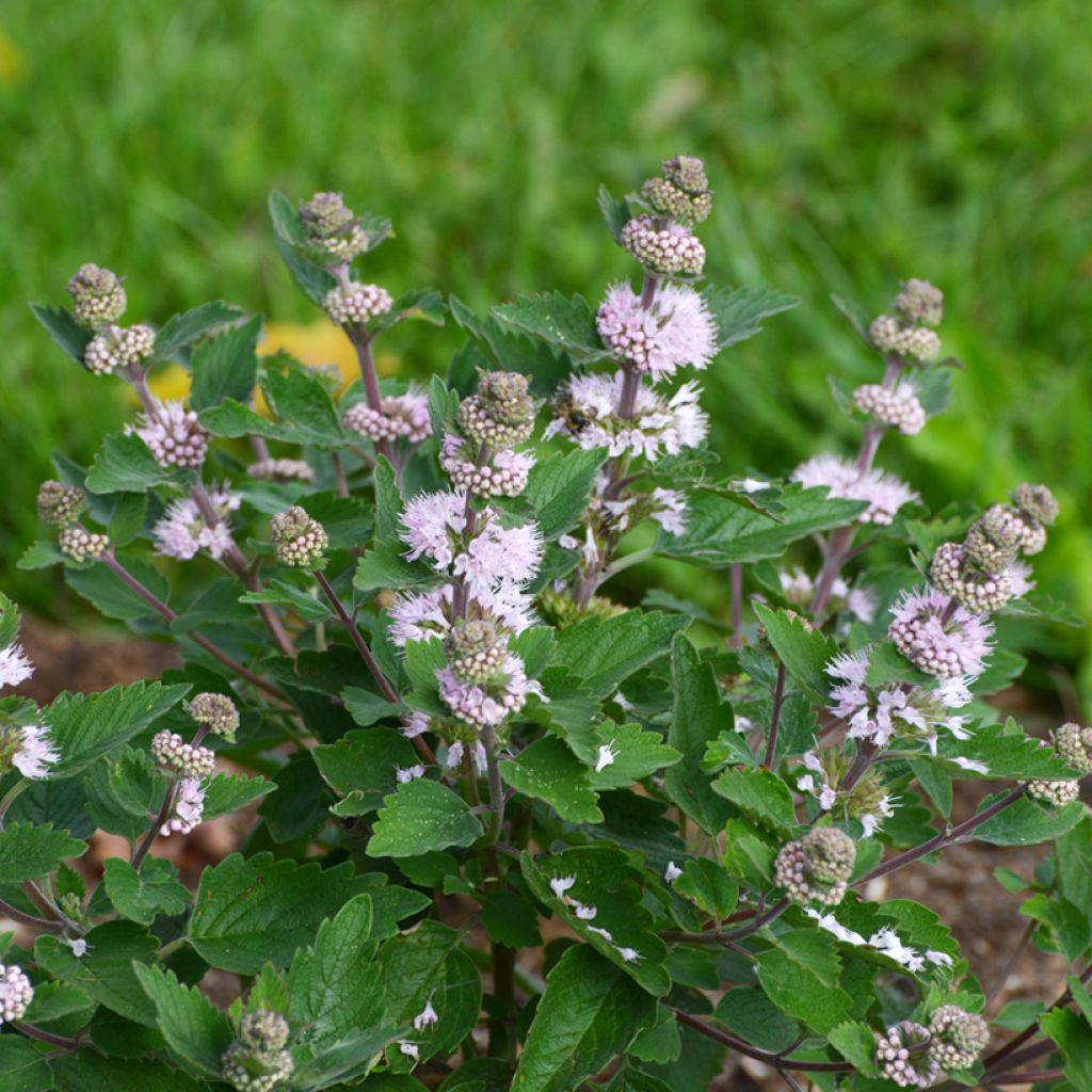 Bartblume Stephi - Caryopteris clandonensis