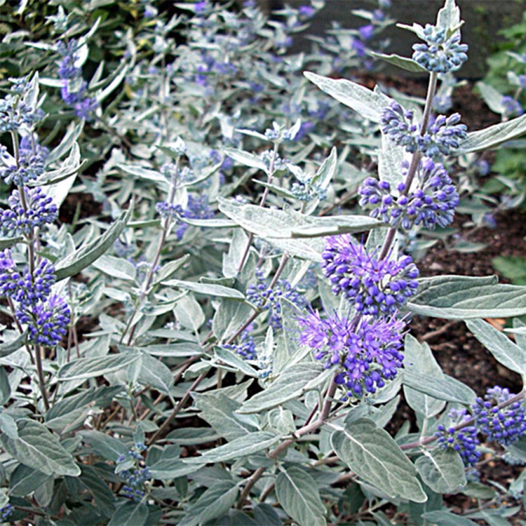 Bartblume Sterling silver - Caryopteris clandonensis