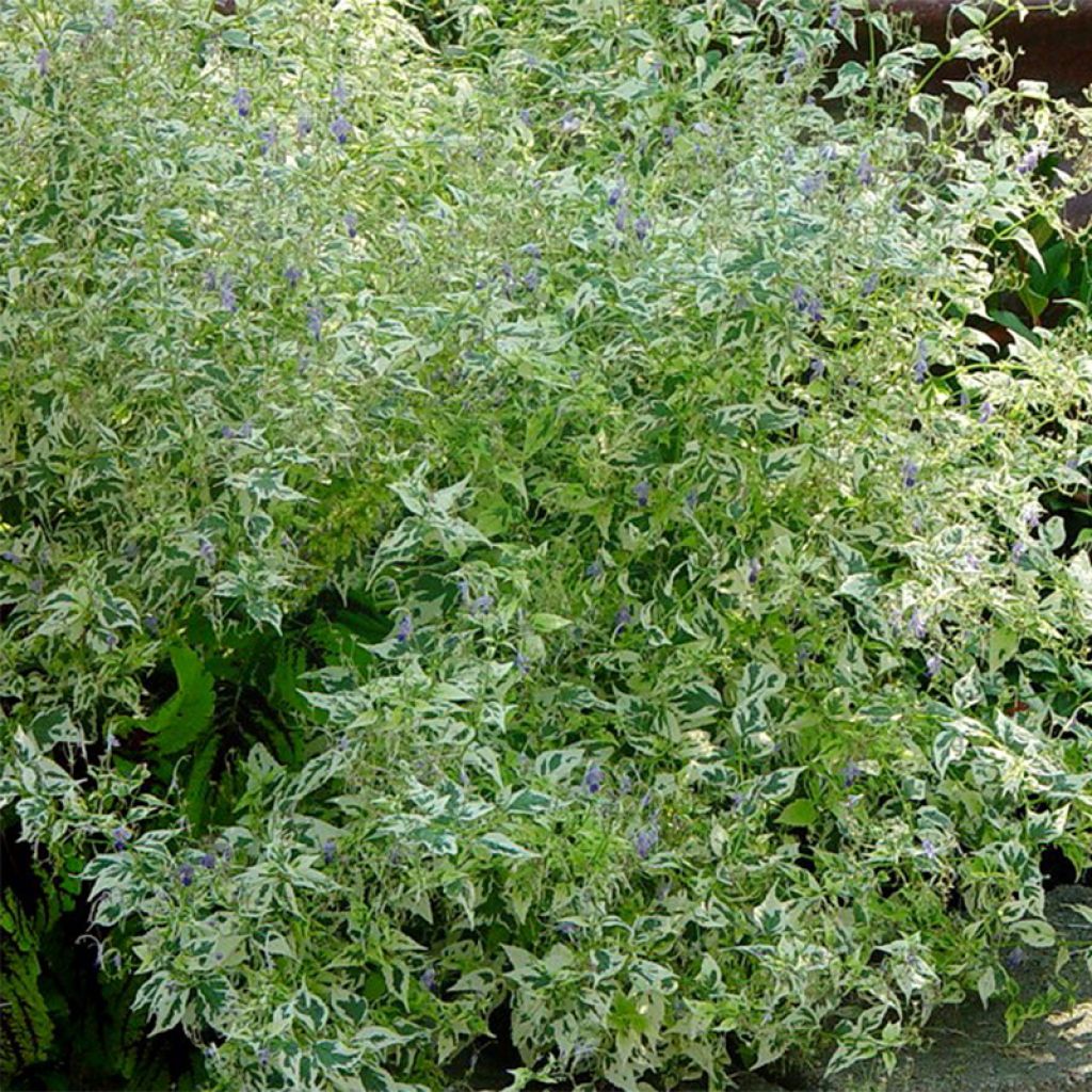 Caryopteris divaricata Electrum - Bartblume