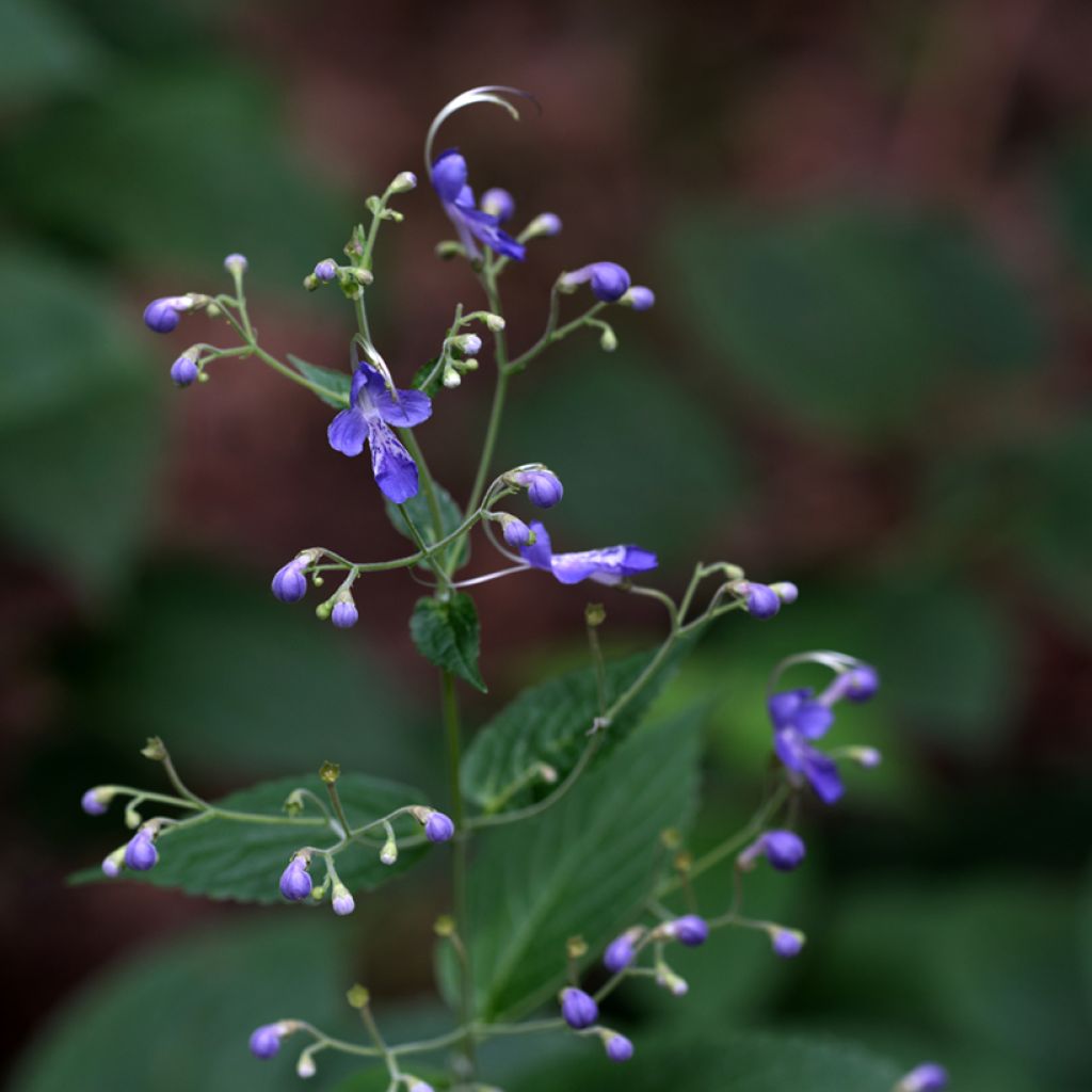 Caryopteris divaricata - Bartblume