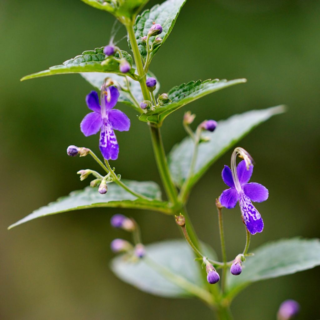 Caryopteris divaricata - Bartblume