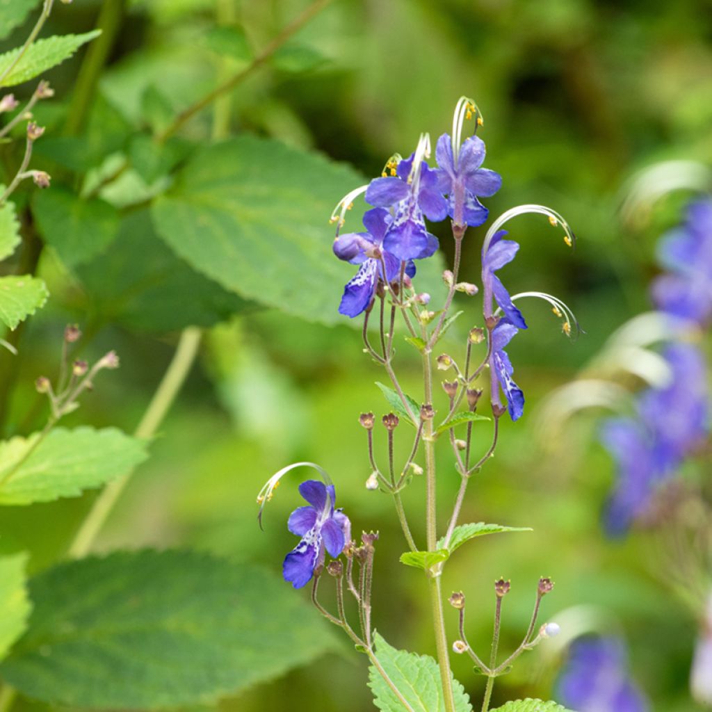 Caryopteris divaricata - Bartblume