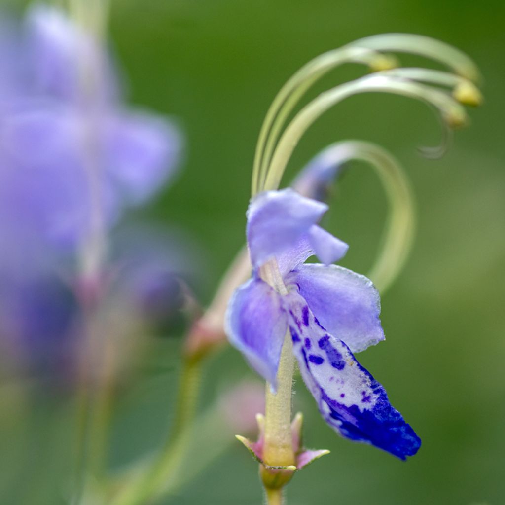 Caryopteris divaricata - Bartblume